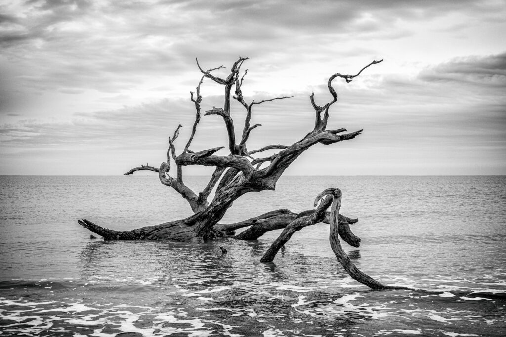 A twisted tree on the beach off Jekyll Island, Georgia, near St. Simons Island and not too far from Savannah, Georgia.