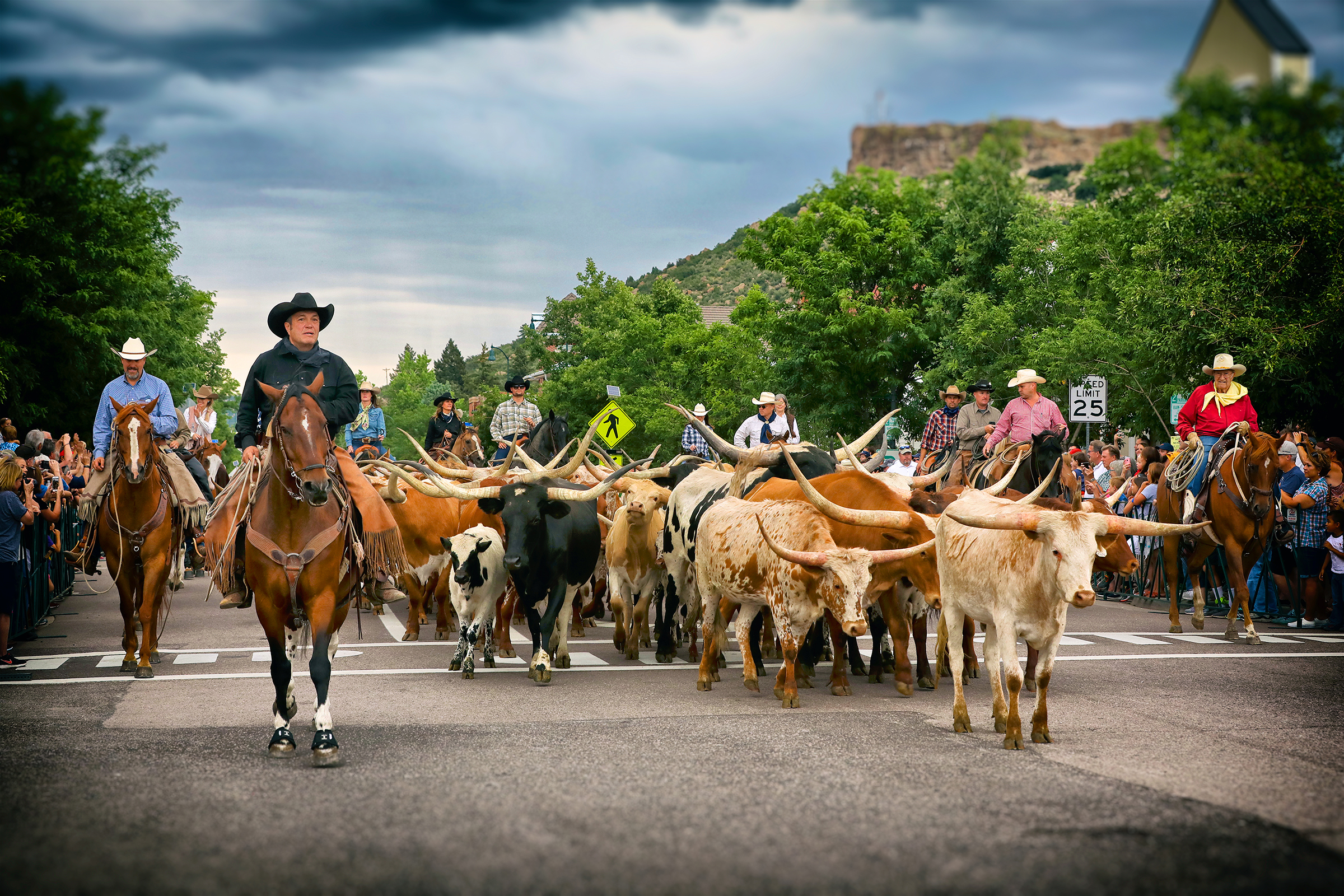 Western Heritage Welcome cattle stampede in Castle Rock, Colorado.