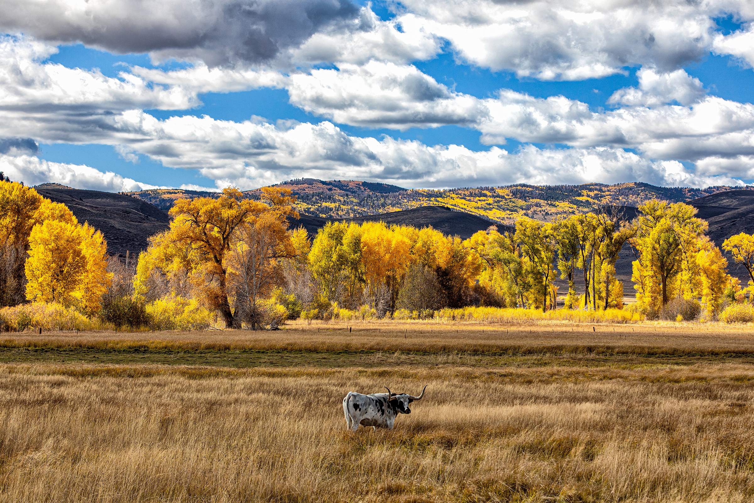 The aspens putting on a color show in the Rocky Mountains, western Colorado.